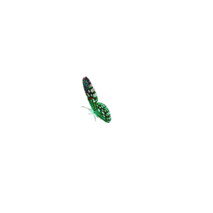 ͼƬ